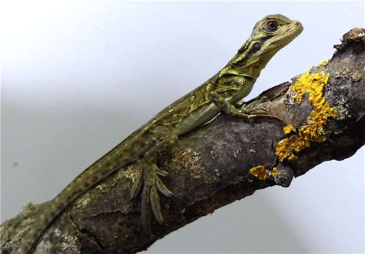 Die Freude ist groß im Neuwieder Zoo. Die Segelechsen haben Nachwuchs bekommen. Vier kleine Echsen sind schon geschlüpft.Fotos: privat