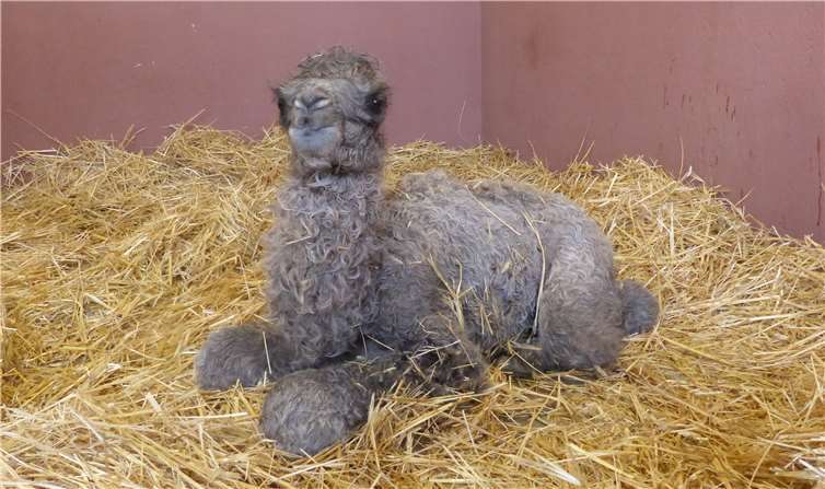Die Freude war groß im Neuwieder Zoo,als man das kleine Fohlen im Stroh fand. Fotos: Zooschule