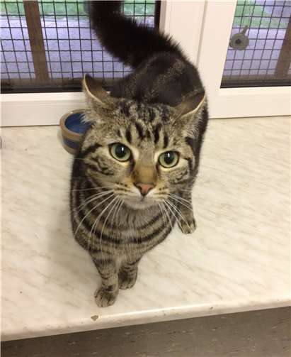 Die Fundkatze möchte gerne wieder nach Hause. Foto: privat