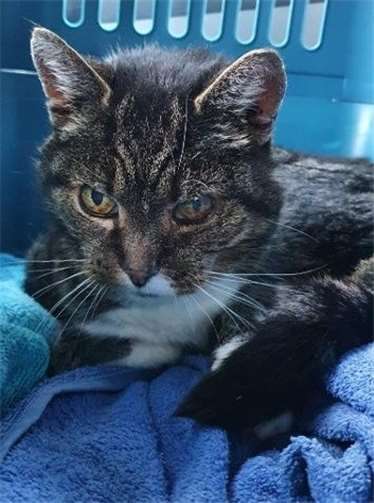 Die Fundkatze vom 4. Februar ist unter anderem blind.