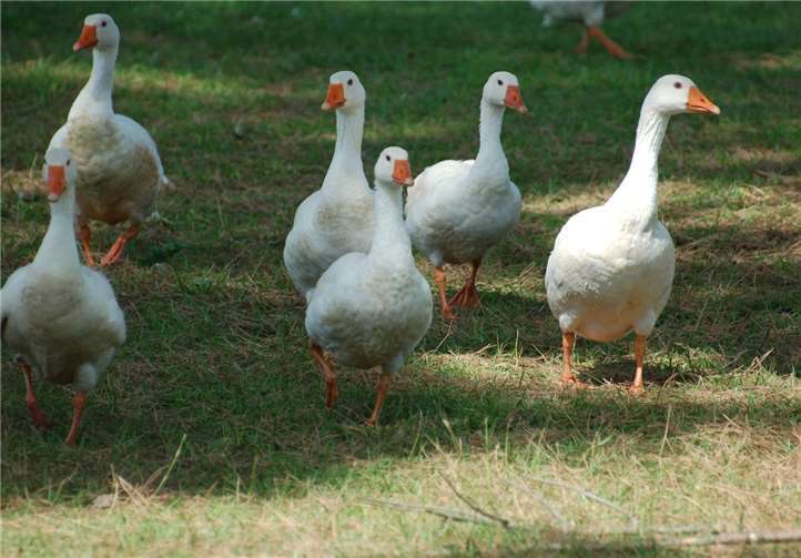 Die Gänse sterben qualvoll. privat