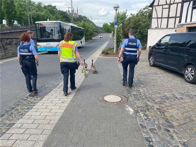 Die Gänsefamilie auf dem Weg zum Rhein.  Foto: Polizei Remagen