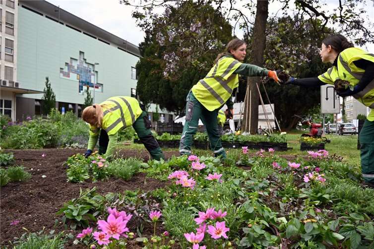 65.000 Pflanzen für ein farbenfrohes Stadtbild Die Gärtner-Auszubildenden der Stadt bepflanzen die Schmuckbeete auf dem Friedrich-Ebert-Ring neu. Diesen Sommer dominieren warme Farben wie Bordeaux, Rosa, Lila und Pink. Foto: Stadt Koblenz / Verena Groß