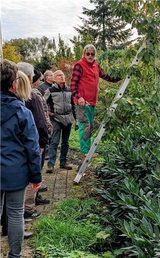 Die Gärtnermeister Eduard Richarz (auf der Leiter) und Arnold Scheidgen zeigen Rheinbreitbacher Gartenfreunden den richtigen Herbstschnitt von Bäumen und Sträuchern.  Foto: Norbert Buchbender