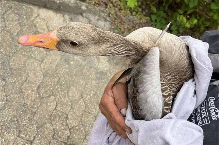 Die Gans wurde durch den Bolzen der Armbrust am linken Flügel verletzt.  Foto: Polizeipräsidium Einsatz, Logistik und Technik