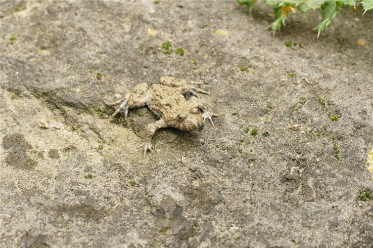 Die Gelbbauchunke ist vom Aussterben bedroht.