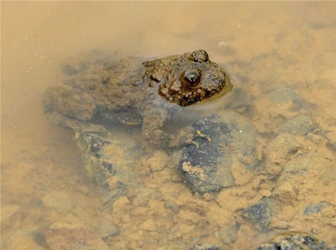 Amphibienschutzgebiet droht die Isolation Die Gelbbauchunke wandert weite Strecken und benötigt daher Zugang zum Umland um ihr Laichgewässer. Foto: Immo Vollmer