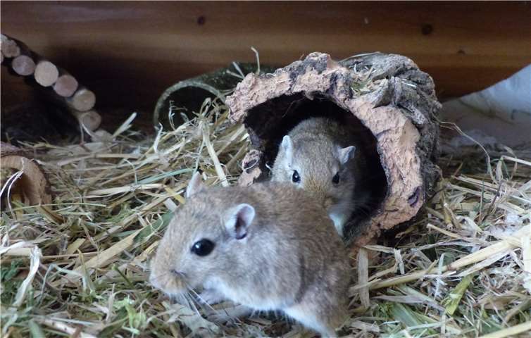 Die Gerbil's hoffen auf eine schnelle Vermittlung. Privat