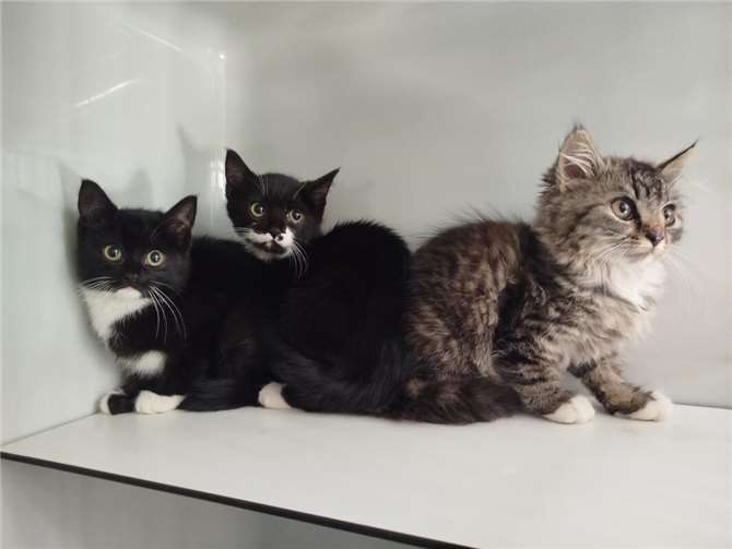 Die Geschwister Tofu, Törtchen und Trüffel. Fotos: Tierheim Andernach