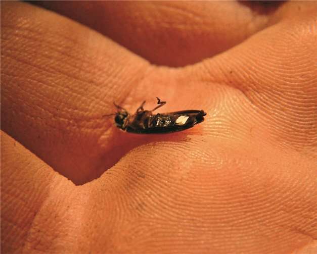 Die Glühwürmchen-Männchen mit Leuchtflecken auf der Unterseite.