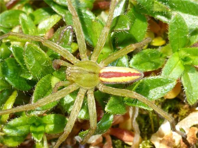 Die Grasgrüne Huschspinne lebt in den Mooren der Schneifel. Das Bild zeigt ein buntes Männchen.  Foto: © SGD Nord
