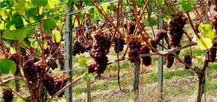 Die Grauburgunder-Trauben in der Lage Pfaffenberg.KG