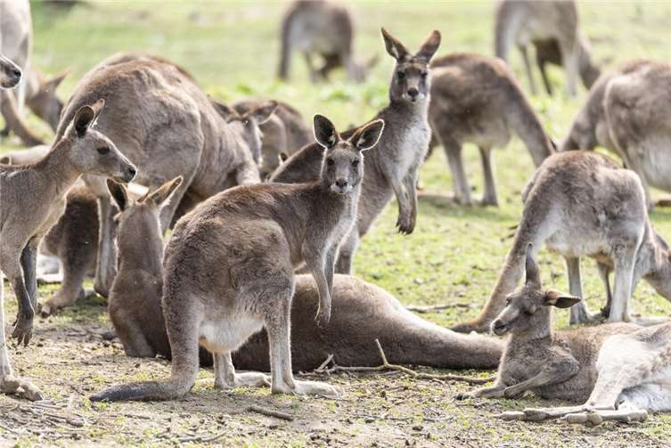 Die Grauen Riesenkängurus sind eine der Flaggschiff-Arten im Zoo Neuwied.  Fotos: Alexandra Japes