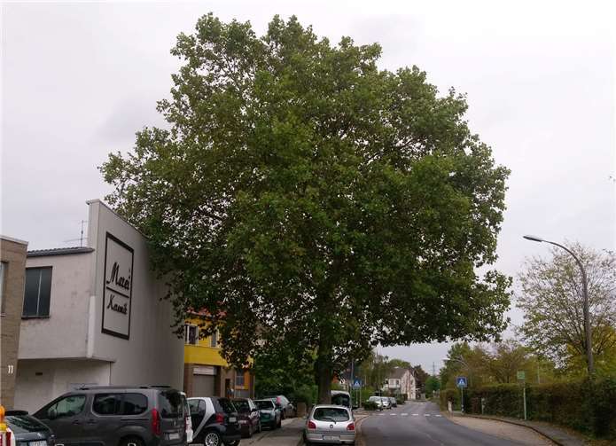 Die Grünen setzen sich für den Erhalt dieser Platane ein. Foto: privat