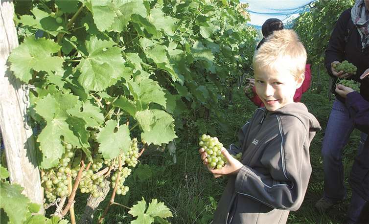Die Grundschüler ernteten am Weinberg Müller-Thurgau-Trauben. privat