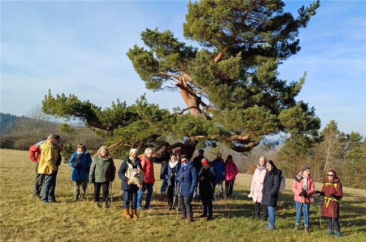 Die Gruppe unter der originellen Kiefer. Foto: Roselie Baur