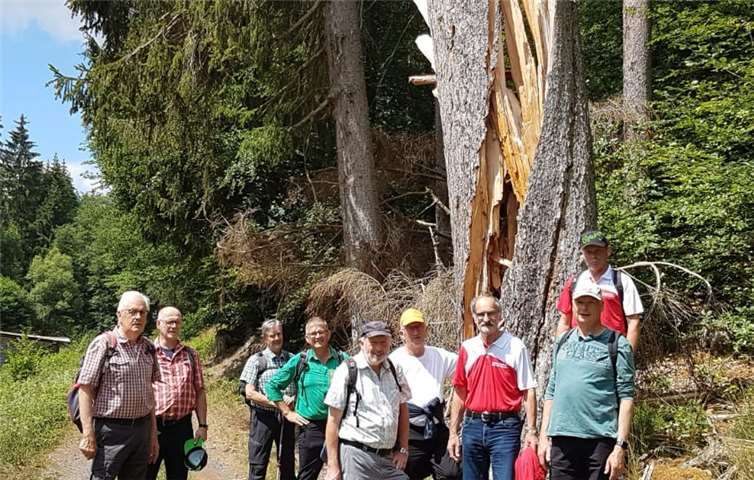 Die HSC-Senioren vor einem „verdrehtem Baum“ bei der Wanderung im Wiesbachtalweg von Weiler – Niederelz - Weiler. Foto: privat