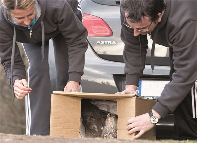 Die Habicht-Patin Sandra Kley-Koll wildert gemeinsam mit ihrem Mann Wolfgang Koll den Habicht an einem Waldrand aus. CG