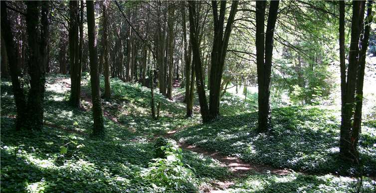 Die Halden des jungsteinzeitlichen Feuersteinbergwerks auf dem Aachener Lousberg sind heute noch zu sehen. K.Grewe