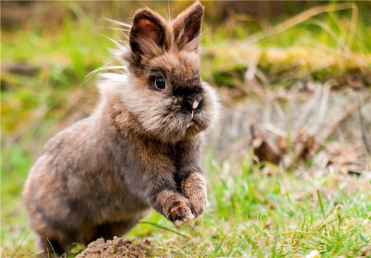 Die Haltung eines Kaninchens oder Fellhasens muss wohl überlegt sein. Foto: privat