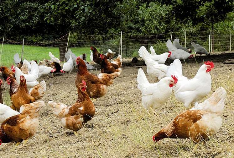 Die Haltung von Hühnern im Freiland ist in EU-Vorschriften eindeutig definiert. Joujou/pixelio.de