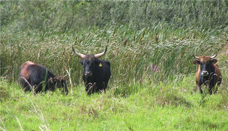 Die Heckrinder beweiden seit Jahren weite Teile des Schutzgebietes. privat