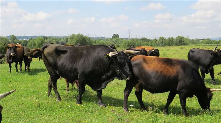 Die Heckrinder sind mittlerweile ein gewohnter Anblick im Schutzgebiet Engerser Feld.Foto: Stadtverwaltung