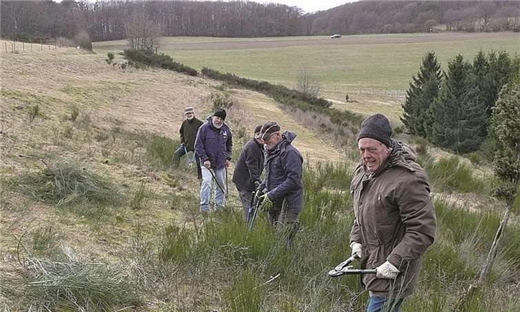 Die Heidefreunde beim Rückschneiden des Besenginsters am Wabelsberg. Ulrich Siewers