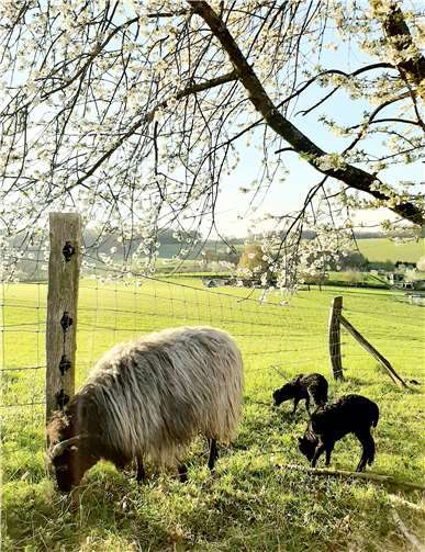 Die Heidschnucken lammen zwischen März und Mai. Foto: Petra Diederich