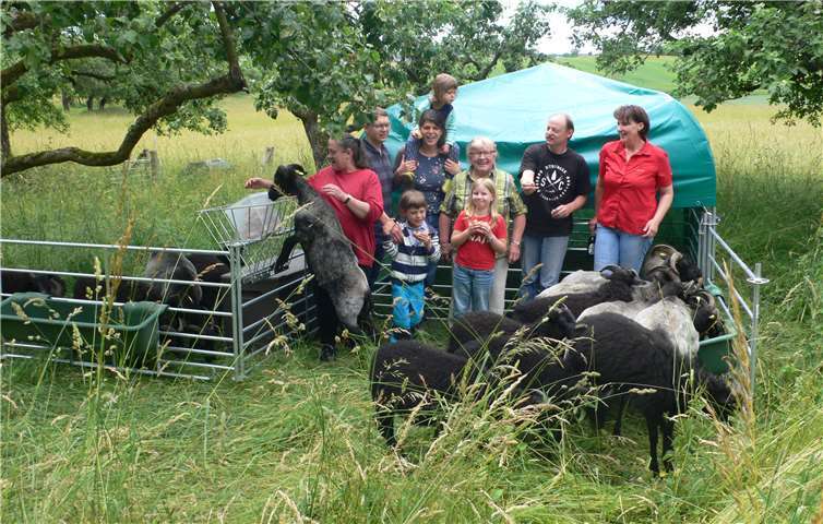 Die Heidschnucken sind frisch geschoren auf der Streuobstwiese angekommen. Foto: P. Preilowski
