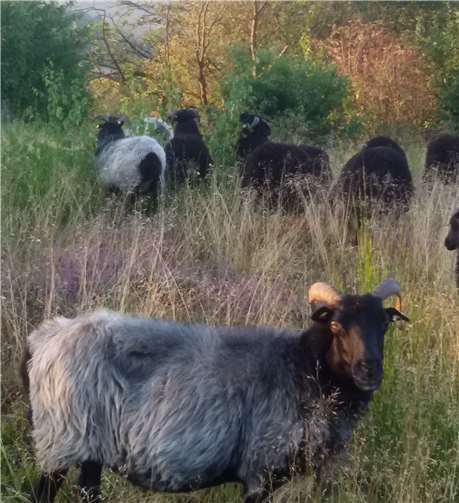 Die Heidschnuckenherder wird die Teilnehmer begrüßen. Foto: privat