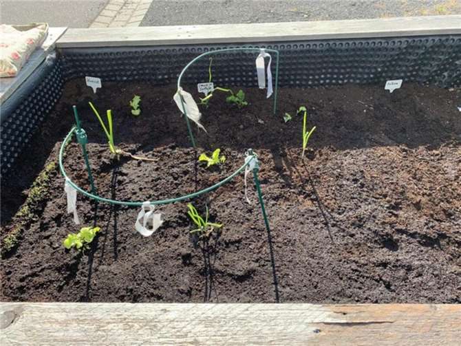 Die Hochbeete wurden  liebevoll mit Gemüse und Kräutern bestückt.  Foto: privat