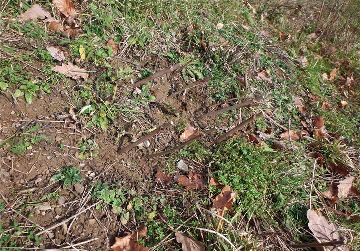 Die Holunderstecklinge warten nun auf den Frühling.