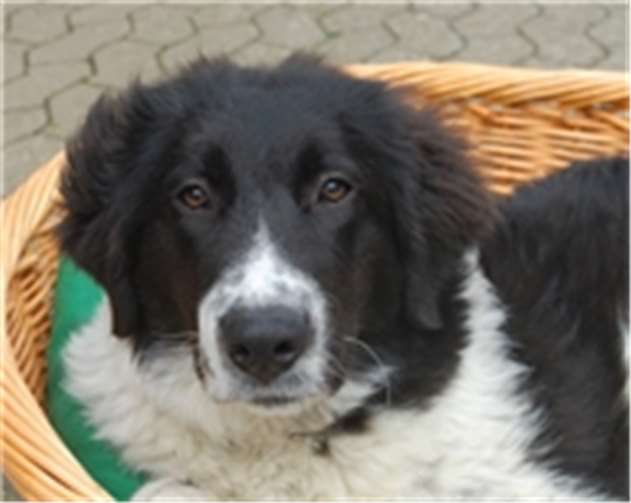 Die Hündin Raja sucht ein neues Zuhause bei einem erfahrenen Liebhaber von Herdenschutzhunden.privat