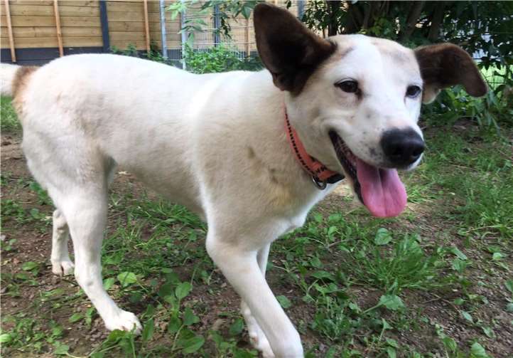 Die Hündin Sasha sucht ein Zuhause, wo immer etwas los ist. Foto: Tierheim und Tierschutzverein Kreis Ahrweiler e.V.