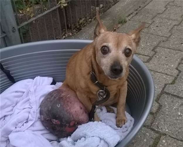 Die Hündin bekam von den Tierschützern den Namen „Hope“ für Hoffnung. Foto: privat