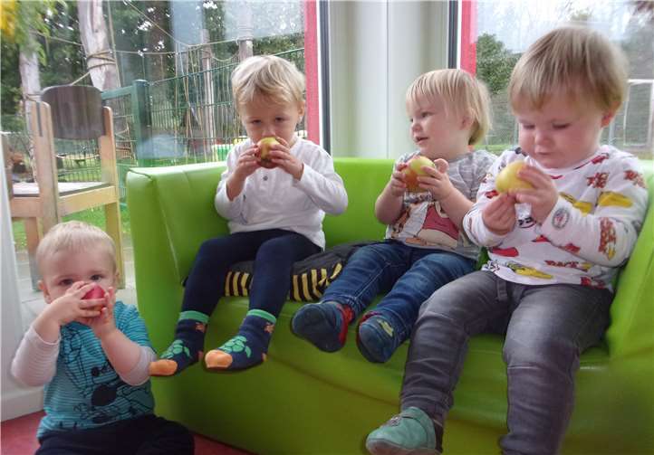 Die Hummelkinder entdecken den Herbst. Zum Herbst gehört auch Obst, hier knabbern sie genüsslich an einem Apfel. Foto: privat