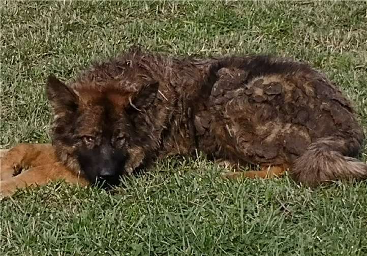 Die Hunde waren völlig verwahrlost, ein Rüde wies ein völlig verfilztes Fell auf. Tierschutzverein