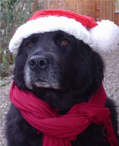 Die Hunde würden sich über zahlreiche Besucher freuen.privat