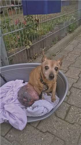 Kranke Hündin heimlich vor Tierheim ausgesetzt Die Hundedame „Hope“ befand sich in einem schlimmen Zustand, als sie am Montagmorgen gefunden wurde.privat