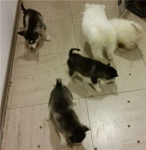 Die Hundewelpen wurden in der Polizeiwache Innenstadt mit Wasser und Futter versorgt. Foto: Polizei Bonn