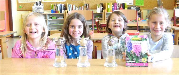 Die Hyazinthen vorher ...privat