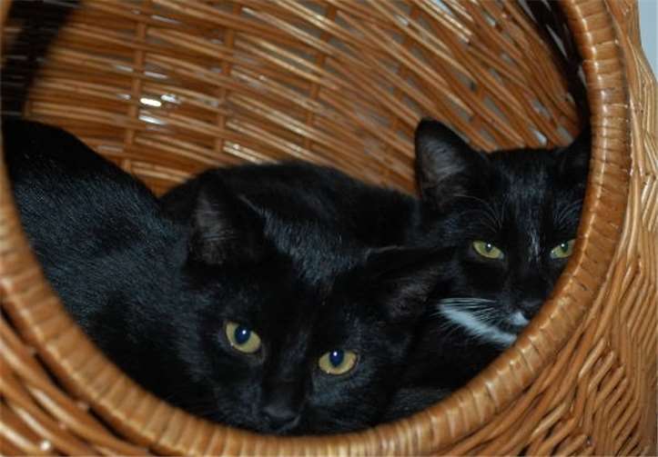 Die Jungkatzen Lolek und Bolek-