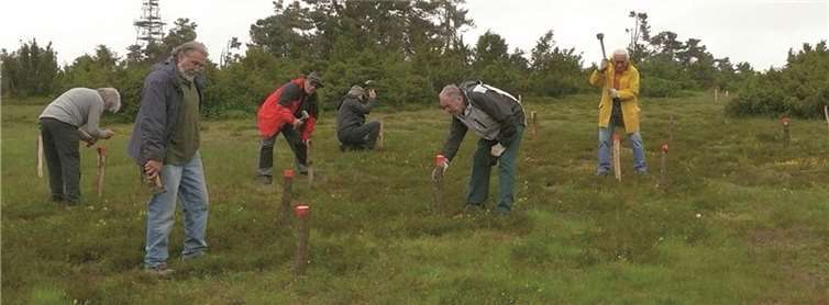 Die Jungpflanzen wurden mit gut sichtbaren Holzpfählen markiert. Privat