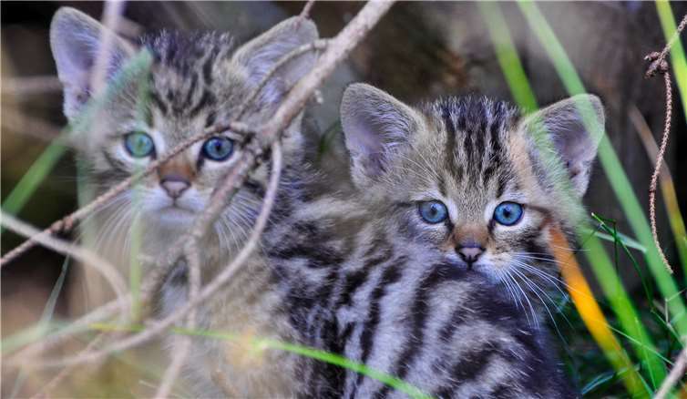 Die Jungtiere derWildkatze sind von getigertenHauskatzen für den Laien nicht zu unterscheiden.