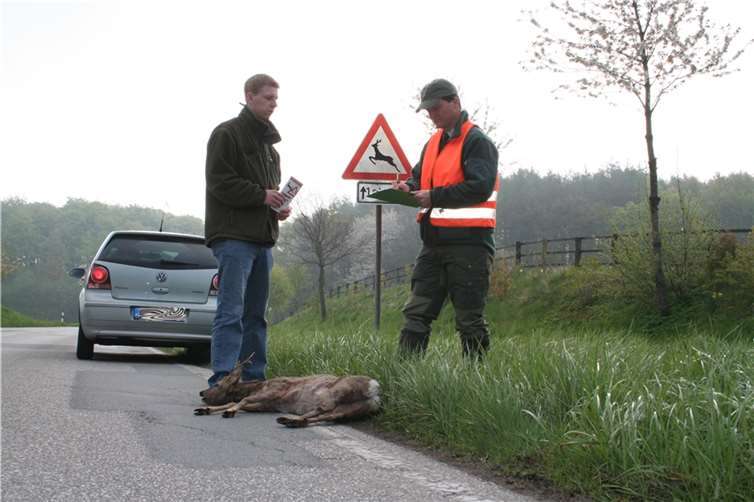 Die Kadaverbeseitigung, etwa nach einem Wildunfall, wird wegen einer Protestaktion derzeit nicht mehr freiwillig von Jägern übernommen.  Foto: Börner/DJV
