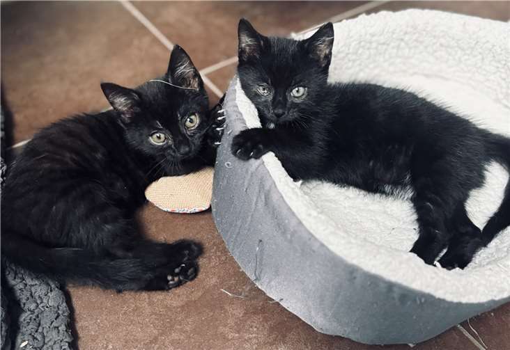 Die Kätzchen Elvis und Betty.  Foto: privat