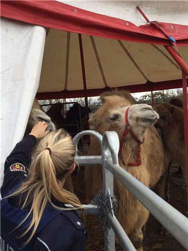 Die Kamele kamen nach dem Ausflug wieder zurück in ihren Stall.
