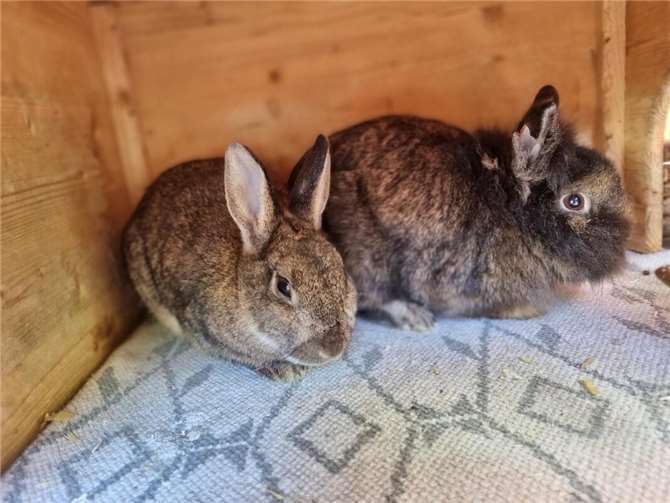 Die Kaninchen Mogli und Marty aus dem Tierheim in Mayen. Foto: Sybill Limbach