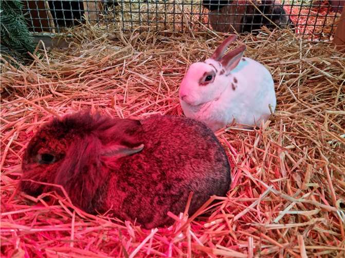 Die Kaninchen Penelope und Vito.  Foto: privat